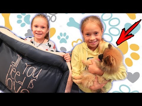 Видео: ПОКУПКИ для нашего ЩЕНКА / Шопинг с СОБАКОЙ Обзор Покупок