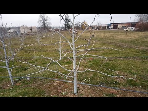 Видео: Підщепа № 1 для груші