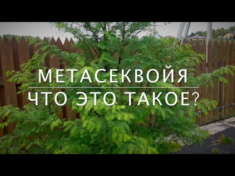 Видео: Метасеквойя  - реликтовая редкость в наших садах. Не новичок клен "Фламинго". 23.09.2021