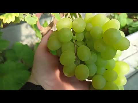 Видео: Конец лета 2025 года