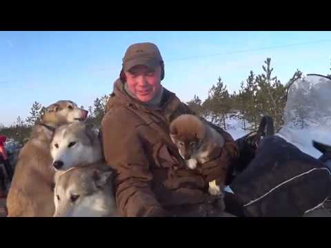 Видео: Жарим стейк из лосятины на костре. Воспитываем лаек.