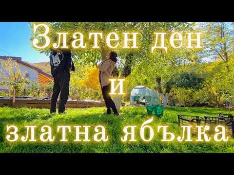 Видео: Обрахме ябълковото дърво 🍎