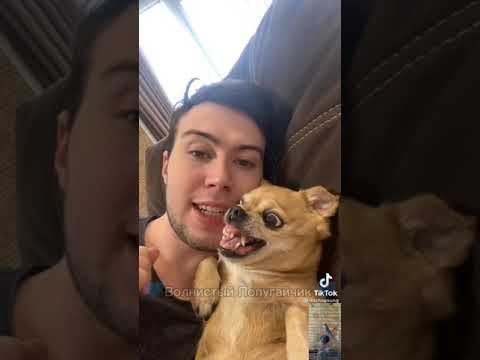 Видео: Парень и чихуахуа (часть 1)#рек #рекомендации #хочуврек