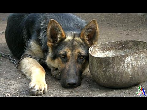 Видео: ДРУЖОК 1 «Живой! Ты погоди, не помирай, слышишь меня, дружочек? Не помирай!» - запричитала старушка