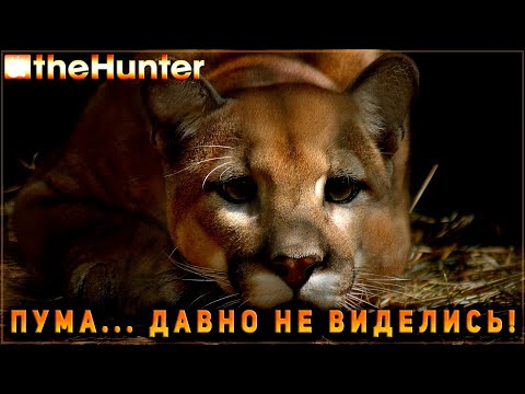 Видео: ♢ theHunter Classic ♢ ПУМА ♢ Горы Timbergold Trails ♢
