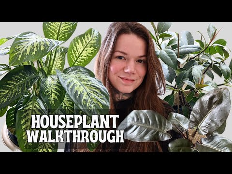 Видео: Коллекция комнатных растений: обзор конца лета 2025 года