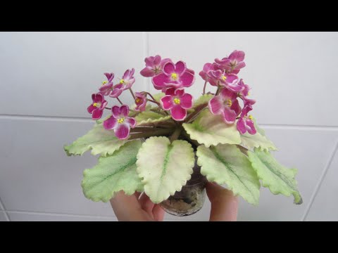 Видео: ФИАЛКИ ЗАПУСК ЦВЕТЕНИЯ/ ОБЗОР СОРТОВ‼️