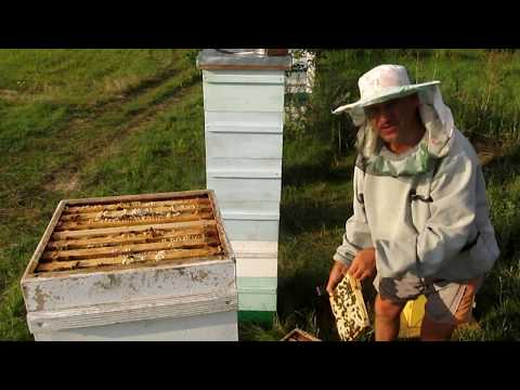 Видео: Пчеловождение в ульях Роже Делона (Альпийский) ч.2