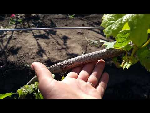 Видео: Жирующий куст винограда, как исправить?