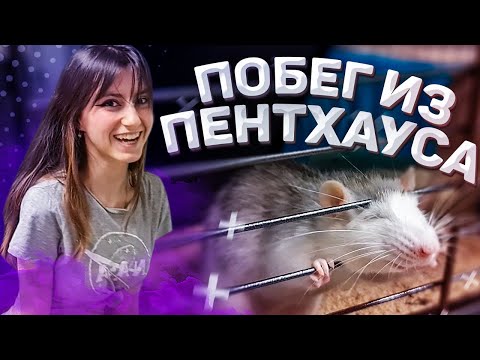Видео: КУПИЛИ КРЫСАМ САМУЮ БОЛЬШУЮ КЛЕТКУ