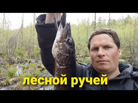 Видео: Щука в старом теку. Жерлица - рогатка. Дедовские снасти ловят.