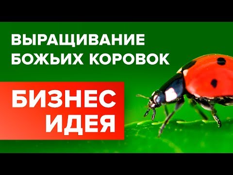 Видео: БИЗНЕС ИДЕЯ – ВЫРАЩИВАНИЕ И СБОР БОЖЬИХ КОРОВОК