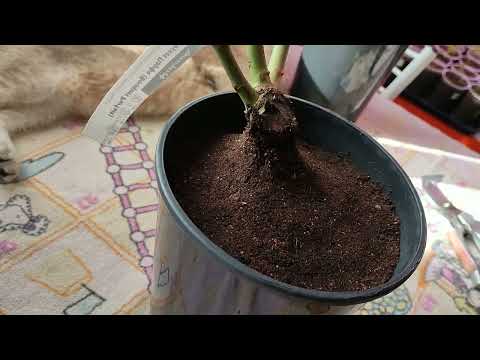 Видео: ПОСАДКА САЖЕНЦЕВ РОЗ В ГОРШКИ - МОЙ ЛЮБИМЫЙ СПОСОБ ПЕРЕДЕРЖКИ РОЗ 🌹🌹🌹