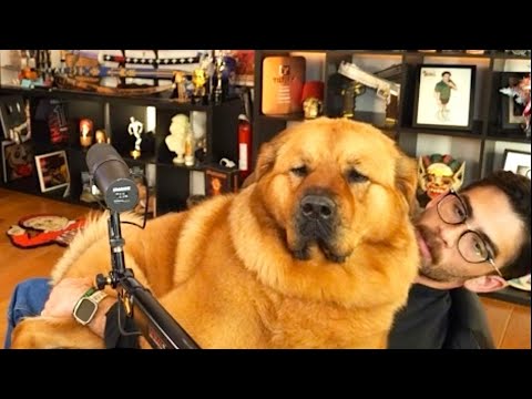 Видео: Собака Хасана, Кая, завладела трансляцией | Реакция Хасана Аби