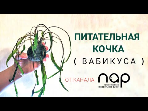 Видео: Питательная кочка ( Вабикуса )