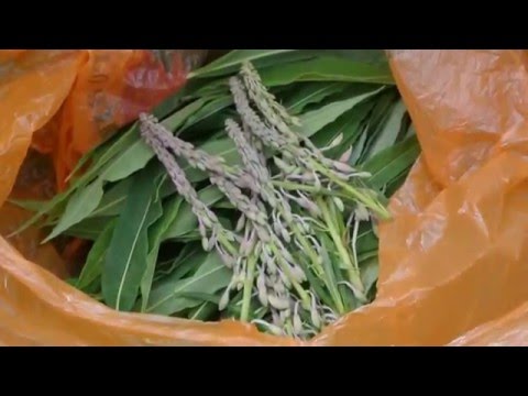 Видео: Заготавливаю иван чай  С мая и в течении лета  Разные сорта