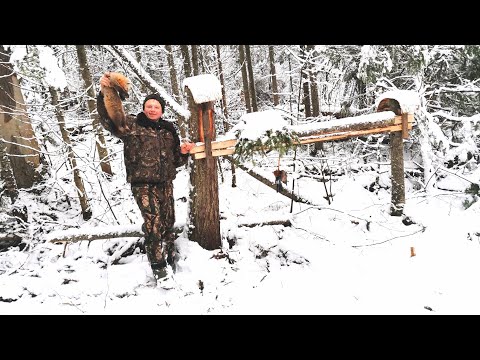 Видео: ПЕРВЫЙ СОБОЛЬ НА ТРОПЕ. ПРОВЕРКА КАПКАНОВ ПО ПЕРВОМУ СНЕГУ.НОЯБРЬ 2022.