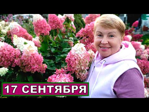 Видео: Обзор сада  в середине сентября. Спасибо сентябрю- Не сдаемся, Ленинградская область
