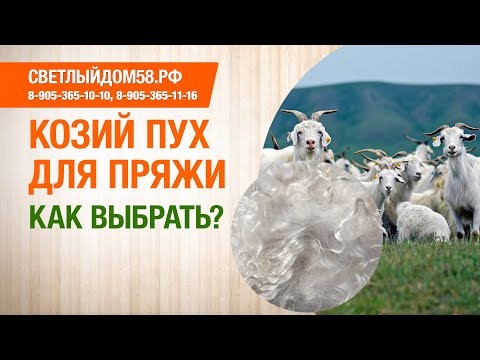 Видео: Козий пух для пряжи (виды). Обзор козьего пуха породистых коз. Как выбрать козий пух?