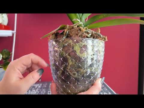 Видео: Сезон открыт😍😍😍. Новые роспуски 💐. Долгожданная красота 💕. 