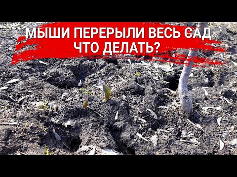 Видео: Мыши перерыли весь сад – что делать?