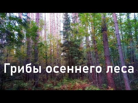 Видео: Грибы, осенняя природа и прекрасная погода в праздник Осенного Равноденствия!