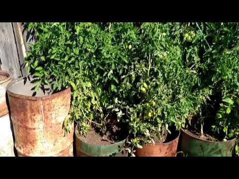 Видео: Помидоры в бочках