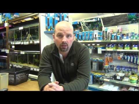 Видео: Как лечить белую пятнистость (ICH) в аквариуме от Pondguru