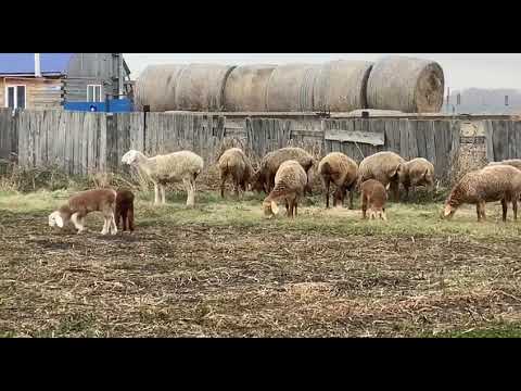 Видео: Последние денёчки перед зимним стойлом