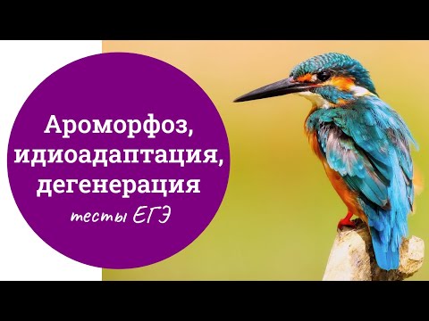 Видео: Ароморфоз, идиоадаптация, дегенерация - разбор тестов ЕГЭ по биологии