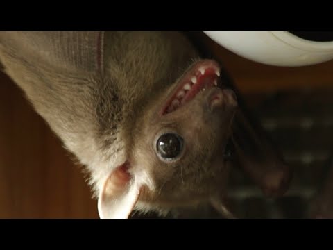 Видео: Темные секреты питания летучих мышей: полусерьезная лекция