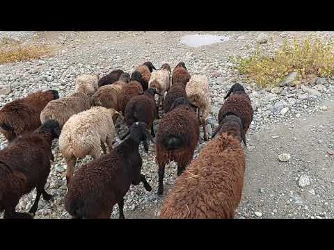 Видео: 4 ноября 2025 г.