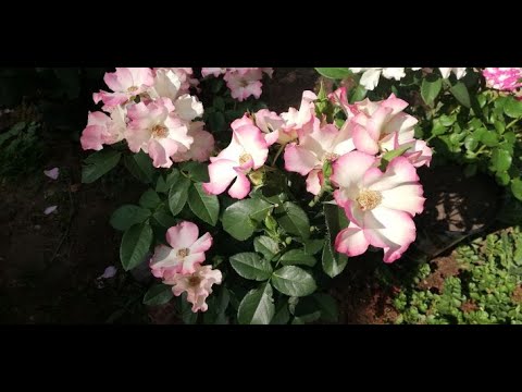 Видео: ПОСАДКА САЖЕНЦЕВ ИЗ ПИТОМНИКА ТАМАРА РОЗЫ. ВЕСЕННЕЕ ЧЕРЕНКОВАНИЕ. НАЧИНАЮЩИМ