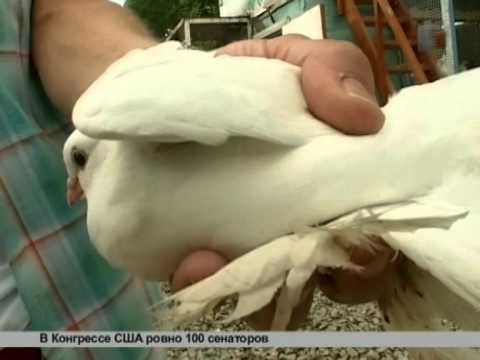 Видео: Зверская жизнь.Секреты голубеводства