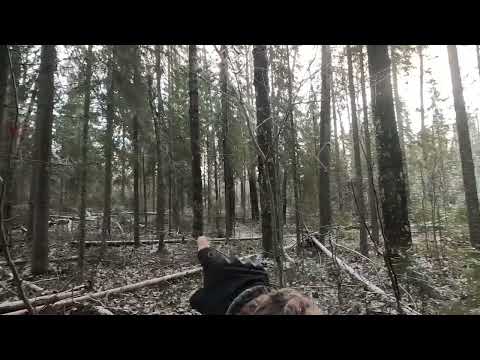 Видео: 3.11.2025.Охота на зайца