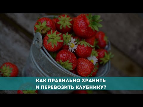 Видео: Как правильно хранить и перевозить клубнику?