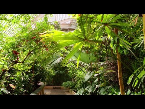 Видео: Царство растений. 1 серия из 3.  Жизнь во влажном климате/Life in the Wet Zone