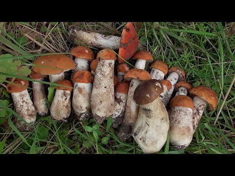 Видео: Вот это ГРИБОВ! Просто КОСИЛИ ПОДОСИНОВИКИ! Взяли с собой БАБУШКУ!