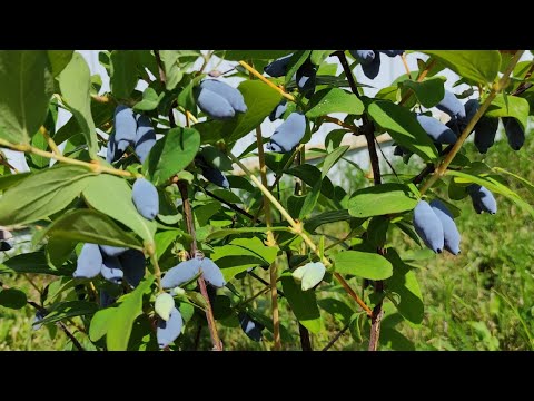 Видео: Жимолость Аврора, Индиго Джем, Бореал Близзард - первые ягоды канадских сортов