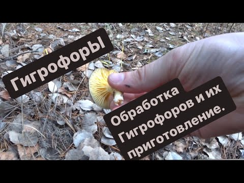 Видео: Гигрофоры. Приготовление гигрофоров. Обработка гигрофоров.