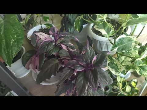 Видео: Январский обзор комнатных растений. Всего понемногу.