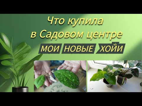 Видео: Влог/Что купила в Садовом центре/Получила посылку с хойями/Новое растение из Пятерочки.