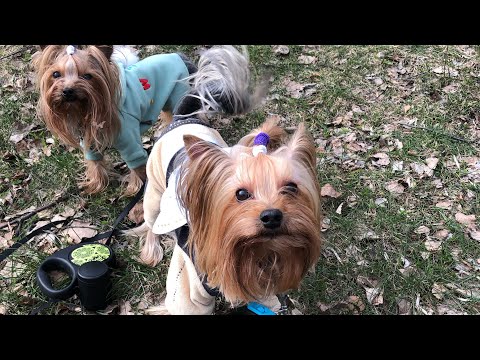 Видео: VLOG:ПРОГУЛКА ЙОРКОВ В ЛЕСУ,ЩЕНОК ЙОРКА. Йоркширские терьеры.