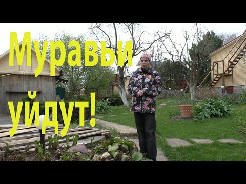 Видео: Как бороться с муравьями