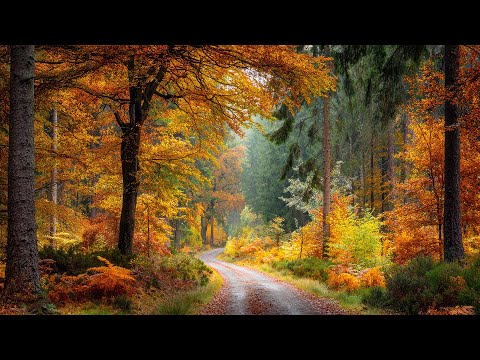 Видео: ВОССТАНОВЛЕНИЕ НЕРВНОЙ СИСТЕМЫ 🍂 Осенние мелодии для снятия стресса и исцеления