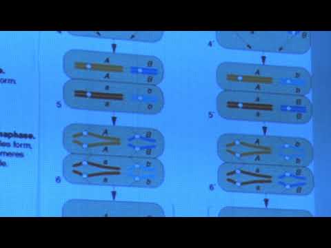 Видео: Ким А. И. - Генетика - 4. Овариальный цикл и оплодотворение у человека
