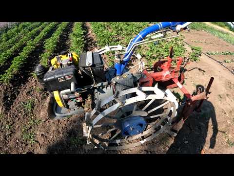 Видео: Второе окучивание картошки