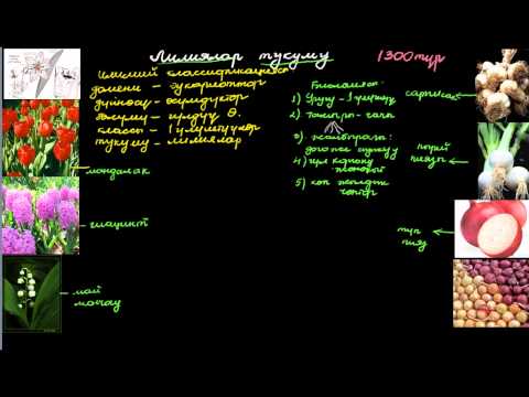 Видео: Лилиялар тукуму