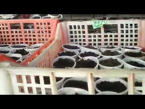 Видео: вегетарий все плюсы и минусы  февраль