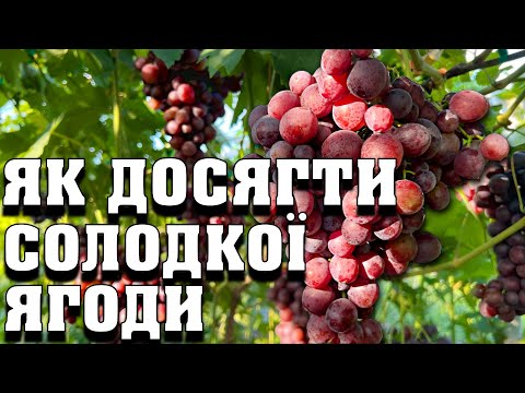 Видео: Зробіть це і ваш виноград не буде кислий. Як отримати максимально солодкий виноград